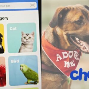 How Chewy Won the Hearts of Pet Owners with Superior Service